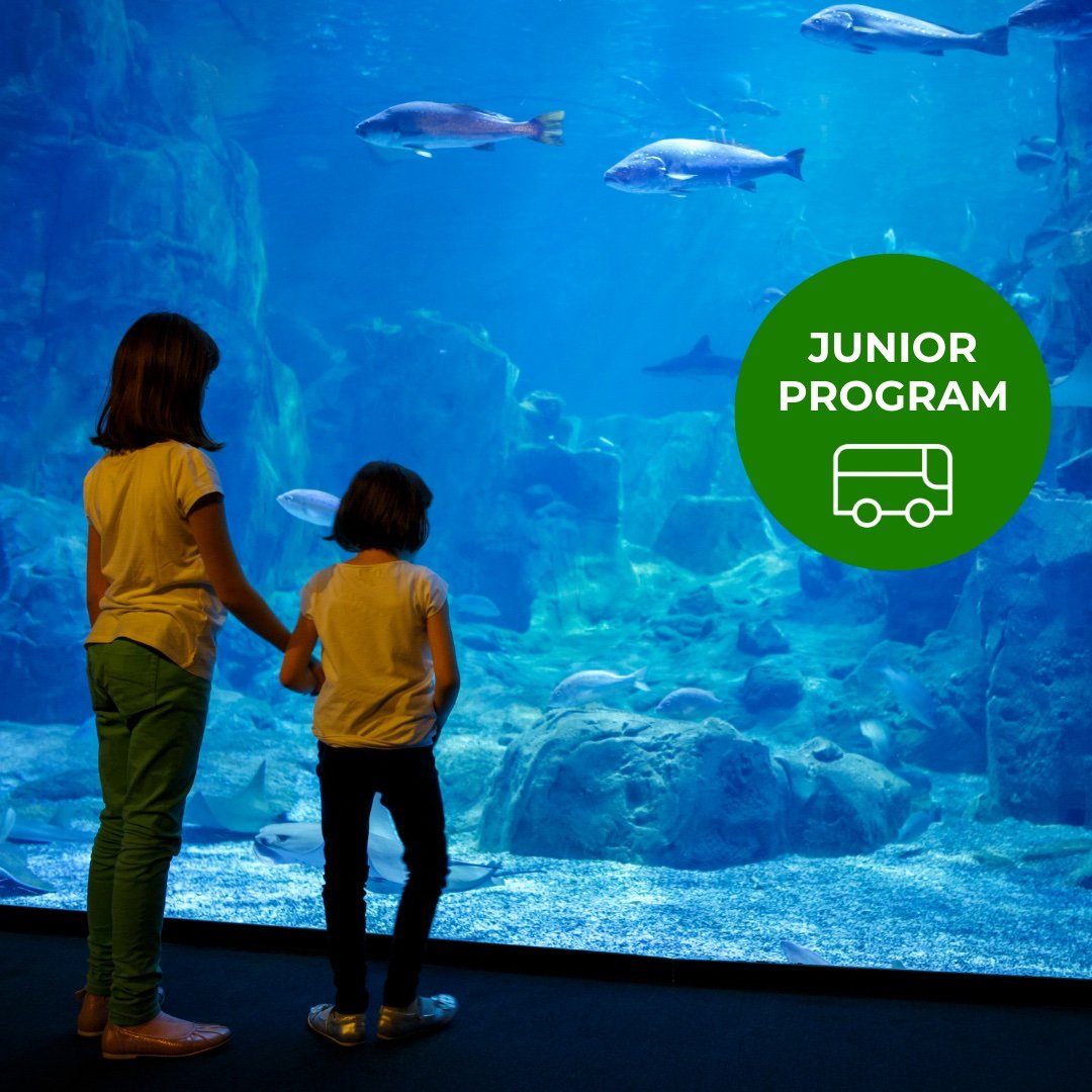 junior-winter-school-holiday-program-aquarium-felicity-holistic-care