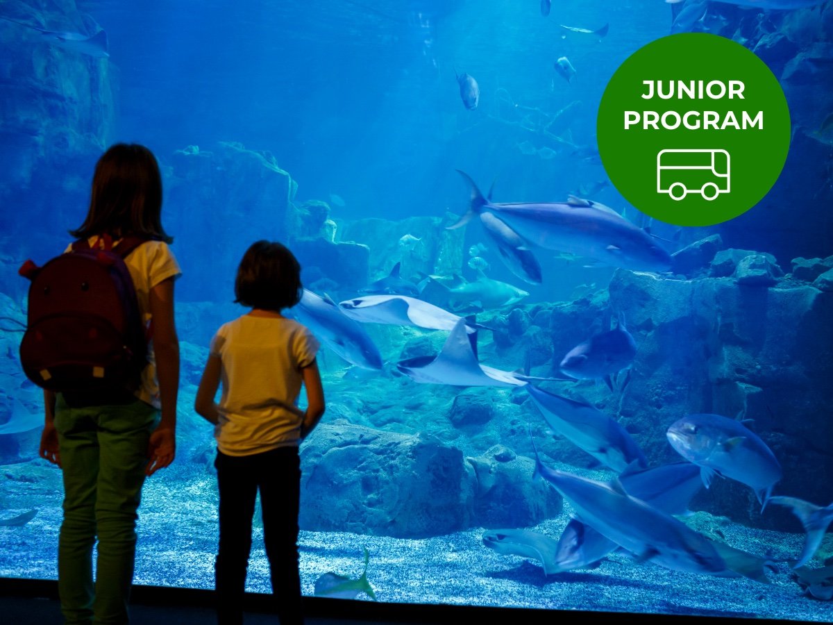 JUNIOR Winter School Holiday Program Aquarium